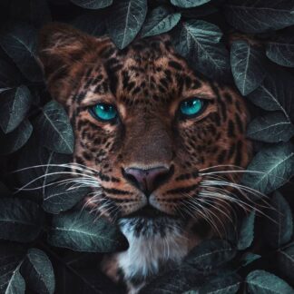Leopard 40x60 cm