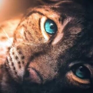 Väike lõvi 30x40 cm (25x35)