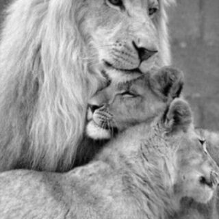 Lõvid 30x40 cm (25x35)