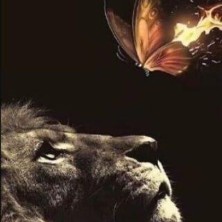 Lõvi&Liblikas 30x40 cm (25x35)