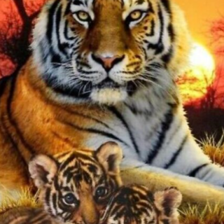 Tiigrid 30x40 cm (25x35)