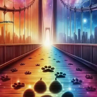 Koerte jäljed 30x40 cm (25x35)