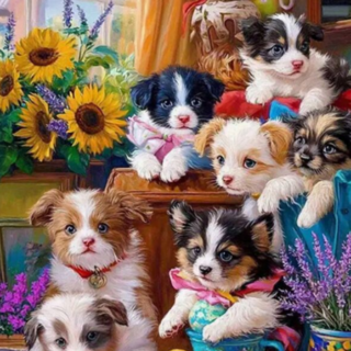 Koerad 30x40 cm (25x35)