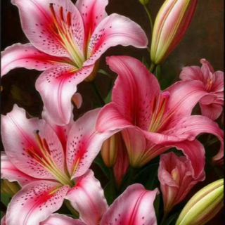 Lily Lilled 30x40 cm (25x35)